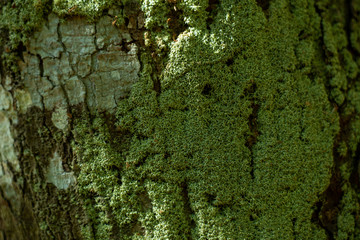  Mosses, an incredible variety of seedless plants populates the terrestrial landscape. - obrazy, fototapety, plakaty