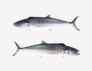 Fresh Pacific king mackerels or Scomberomorus fish isolated on white.