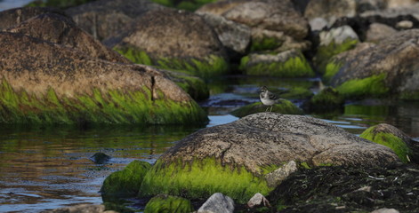 Fototapeta na wymiar White Wagtail (Motacilla alba)bird on the coast of the island of Bornholm