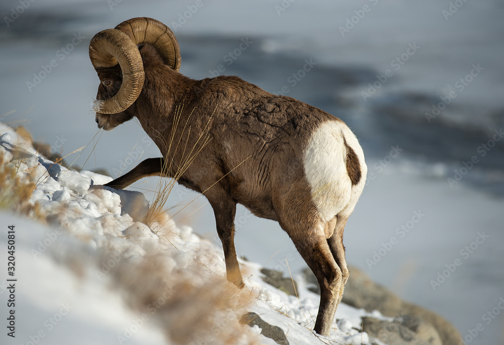 Canvas Prints Big Horn Ram surviving winter