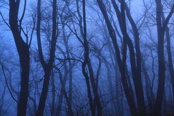 Obraz premium 岩手県 冬の朝焼け