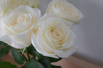 beautiful white rose flower blossom blooming