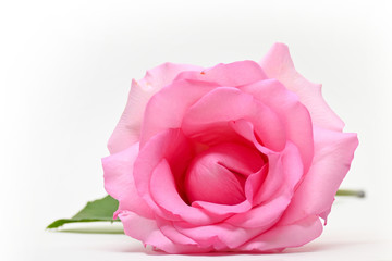 beautiful pink rose flower isolated on white background, concept image of couple sexual orgasm