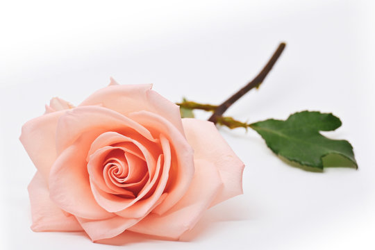 single orange rose flower blossom isolated on white background