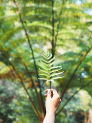 hand holding green fern leaf