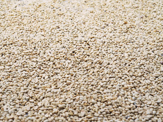 coffee beans in drying process