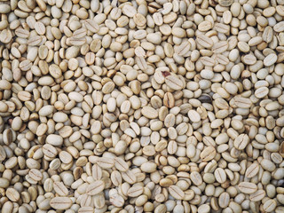coffee beans in drying process