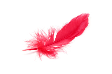 Red feathers isolated on white