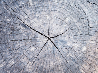 hard wood texture and background.