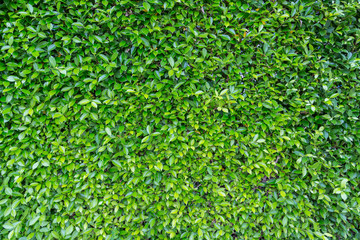 Green Leaves nature background