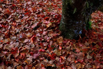 Reddening Maple，Taiwan Red Maple(Acer morrisonense Hayata)