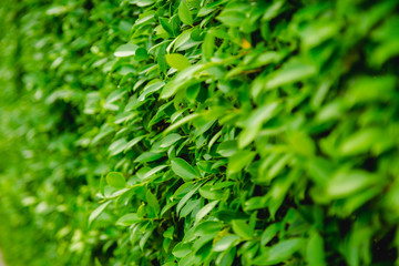 Green Leaves nature background