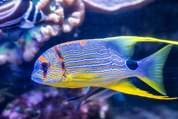 tropical fish in aquarium