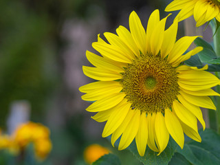 Close-up of sunflower are blooming in the garden. Beautiful flower nature background. Space for text