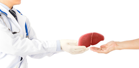 doctor hold liver send to fatty liver patients in white background	