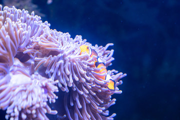 Naklejka na ściany i meble Clownfish in coral reef