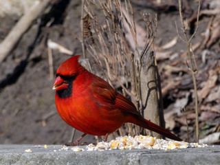 Wild cardinal bird sitting on the fence