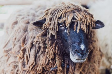 Head of suffolk sheep looking for food in animal farm.
