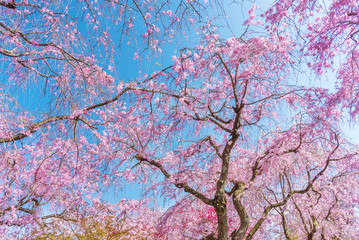 Beautiful cherry sakura flower tree blossom with blue sky background