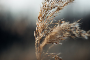 grass in the wind at sunset