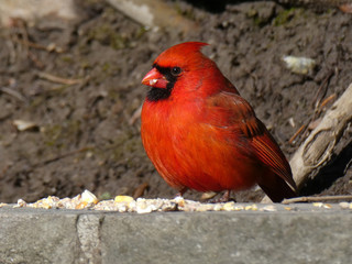 Wild cardinal bird sitting on the fence