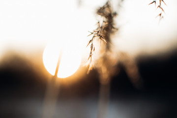grass in the wind at sunset