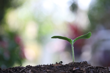Young green plants growing with bokeh light