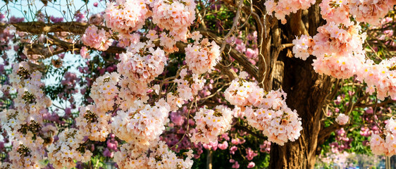 Cherry blossom flower, trumpet tree, booming in garden in summer, panoramic banner