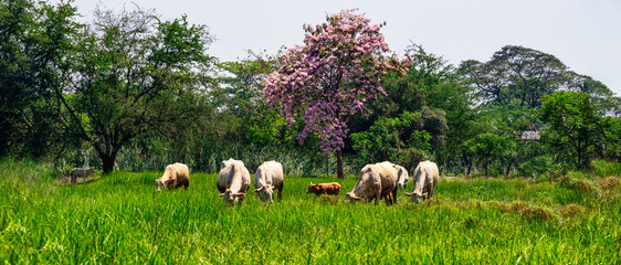 Fototapeta premium Heard of cows eating grass in farmland