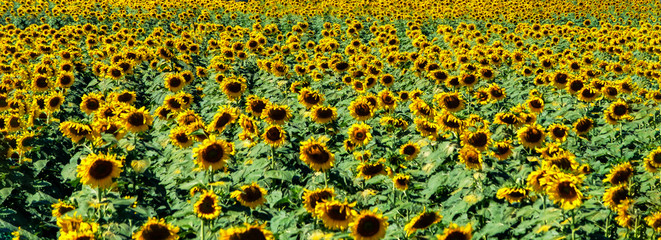 Sunflower booming in agricultural farmland, full boom in harvesting season, selective focus, panoramic view