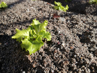 Vegetable growing fresh under the sun and lots of water for irrigation. Intense natural green color. Basic food product in subsistence agriculture. Spanish field. Small lettuce sown in the orchard.
