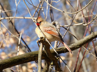 Female cardinal bird sitting on the branch