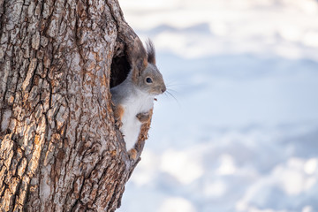 Écureuil en hiver à la recherche d& 39 un arbre creux.