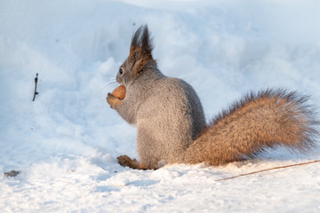 The squirrel sits on white snow with nut in the sunset light.