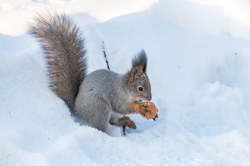 The squirrel sits on white snow with nut in the sunset light.
