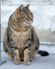 A friendly cat gazes into the distance with piercing eyes