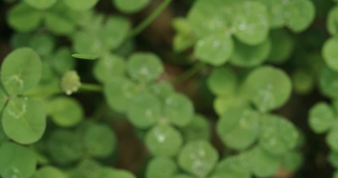 Panning across a field of clovers stopping on a lucky four leaf clover. Shamrock shape for lucky charm or St. Patrick's Day.