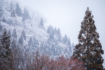 秋田県の雪景色　冬の朝　山と森林　霧に包まれた風景