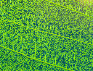texture of green leaf.  green leaf in closeup. veins on a leaf of a tree in multiple approximations. green leaf. plants