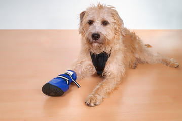 light brown mixed-breed dog who had broken his paw and is lying on the laminate in the studio with...