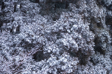 秋田県の雪景色　冬の朝　山と森林　霧に包まれた風景