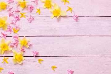 pink hyacinth and yellow narcissus on  pink wooden background