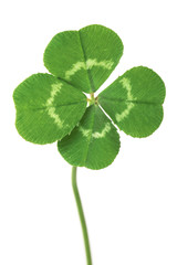 Perfect lucky four leaf clover isolated on white