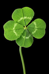 Perfect lucky four leaf clover isolated on black