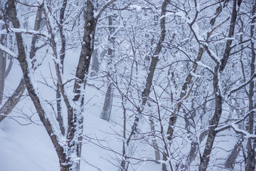 Fototapeta na wymiar 秋田県の雪景色　冬の朝　山と森林　霧に包まれた風景