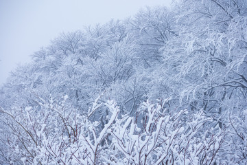 秋田県の雪景色　冬の朝　山と森林　霧に包まれた風景