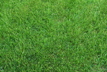 real green grass background