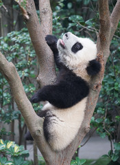 young panda climbing up and playing on the tree