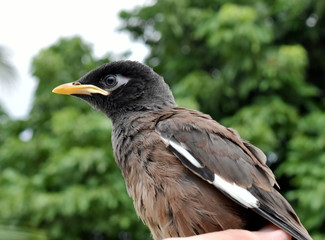 Brown-black-white Myna Bird, isolated on a blurred background 