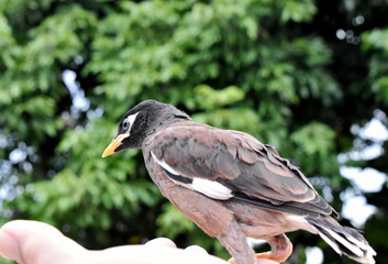 Brown-black-white Myna Bird and gentle hand on a blurred background 